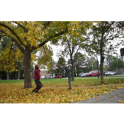 Playing with leaves